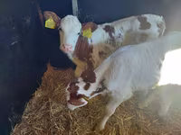 Bulle, Limousin-Kuh — Foto 2