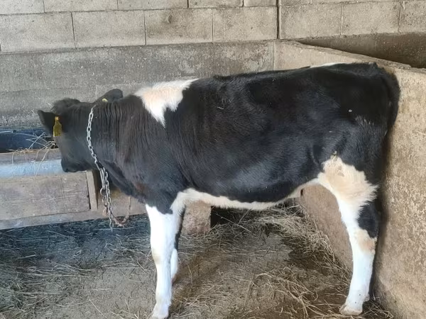 Krava, Russian Black pied cattle