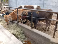 گاو نر, Swiss cattle — عکس 1