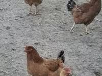 ไก่เดนมาร์ก — รูปภาพ 2