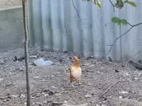 Chickens — عکس 1