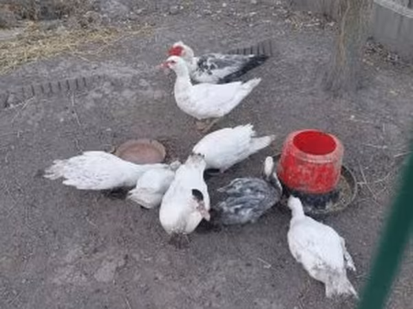 Ducks