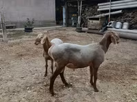 قوچ, Arashan sheep — عکس 2