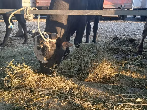 Bull, Aberdeen-Angus — Kyrgyzstan