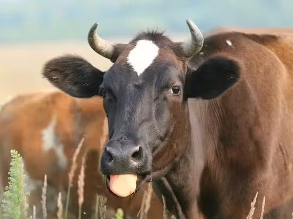 암소, 칼미크 품종