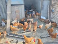 Chickens — zdjęcie 3