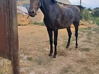 Hengst, Thoroughbred horse — Foto 3