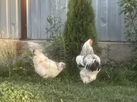 Brahma — foto 6