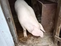 Cinghiale — foto 4