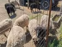 Beran, Merino sheep — foto 1