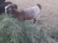 Capra, Alpine goat — foto 1