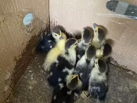 Ducks — fotografija 2