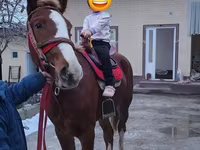Kuda jantan, Horses — foto 1