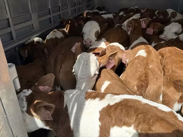 Býk, Simmental cattle