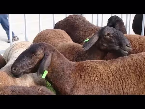 Kambing jantan, Sheep