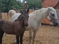 Yegua, Caballos — foto 3