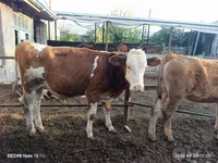 Bò đực, Simmental cattle — ảnh 3