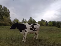Vacă, Simmental cattle — foto 1