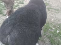 Kambing jantan, Sheep — foto 4