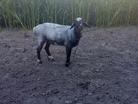 Vædder, Blackheaded Persian sheep — foto 2
