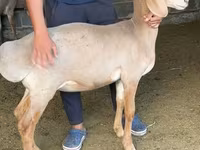 Ovce, Arashan sheep — foto 3
