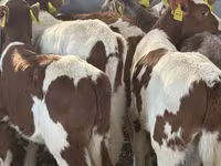 Bovini (lotto, sesso non specificato), Russian Black pied cattle — foto 3