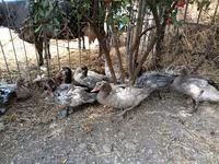 Ducks — Foto 1