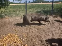 Varkens (partij, geslacht niet gespecificeerd), Дюрок — foto 7