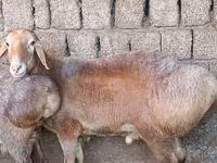 Kambing jantan, Sheep — foto 1