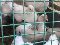 Chickens — fotografija 2