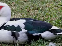 Ducks — 写真 2