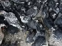Australian Pit Game fowl — foto 2