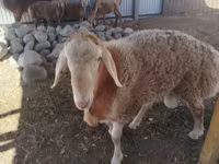 Vædder, Arashan sheep — foto 4