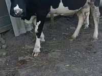 ላም, Holstein breed — ፎቶ 1