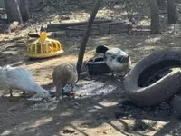 Ducks — फ़ोटो 1