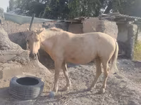 Бие, Palomino — 2-сурет