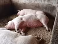 Scrofa, Maiali — foto 2