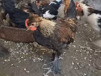 Bantam giapponese — foto 8