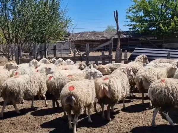میش, گوسفند