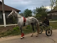 اسب نر, Orlov Trotter — عکس 1
