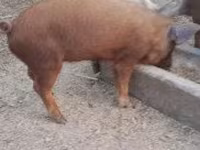 Babi hutan, Дюрок — foto 5