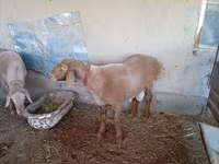 Ram, Arashan sheep — photo 1