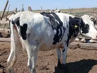 Lembu betina, Kazakh White-headed cow — foto 1