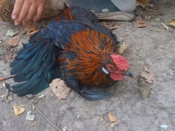 Chickens