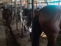 Cavalo, Cavalos — foto 5