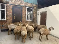 ஆண் ஆடு, Rhon sheep — புகைப்படம் 2