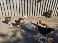 Chickens — 照片 3