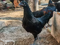 آسترالورپ — عکس 4