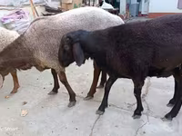 Ram, Schapen — foto 7