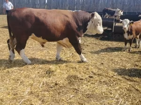 Boğa, Simmental cattle — Rusya